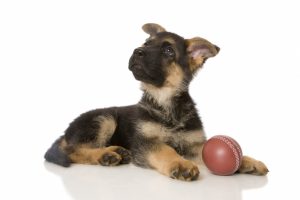 German-shepherd-puppy-with-ball