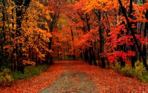 colorful-leaves-on-a-forest-road